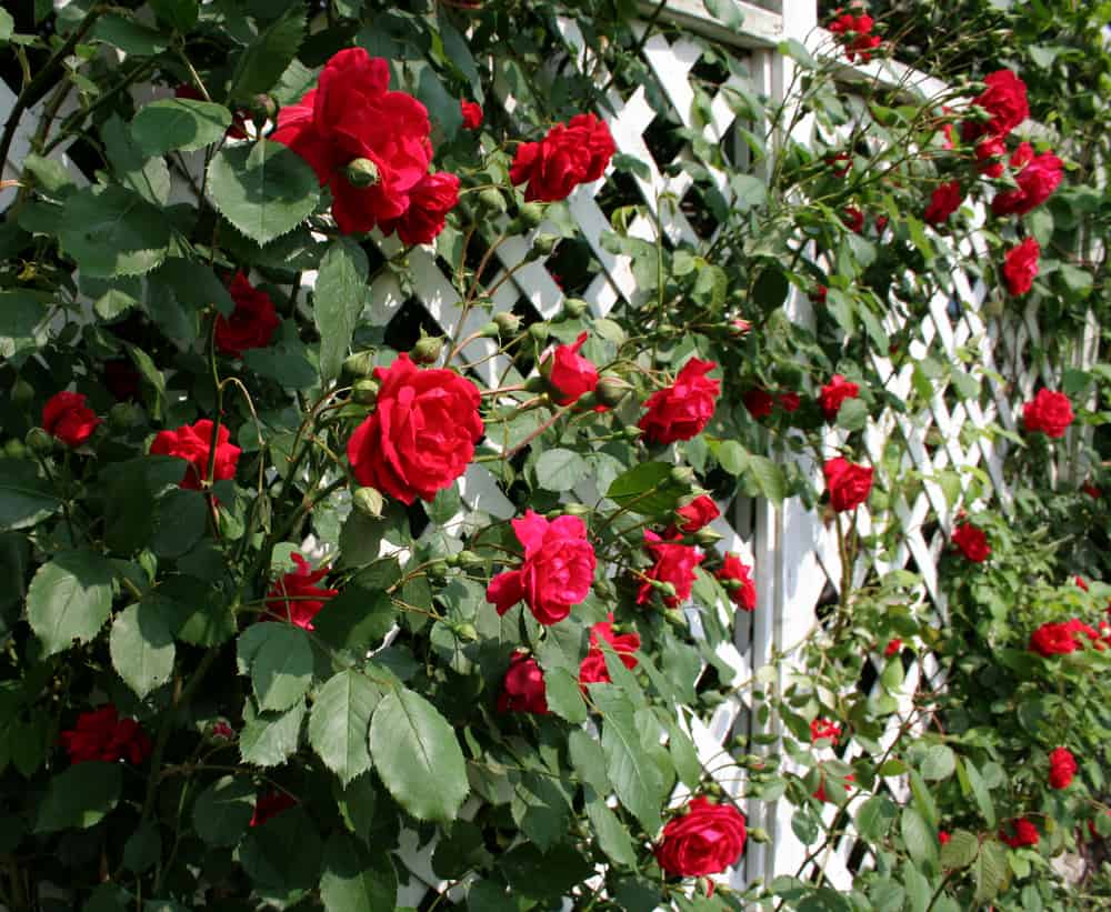 flat rose trellis
