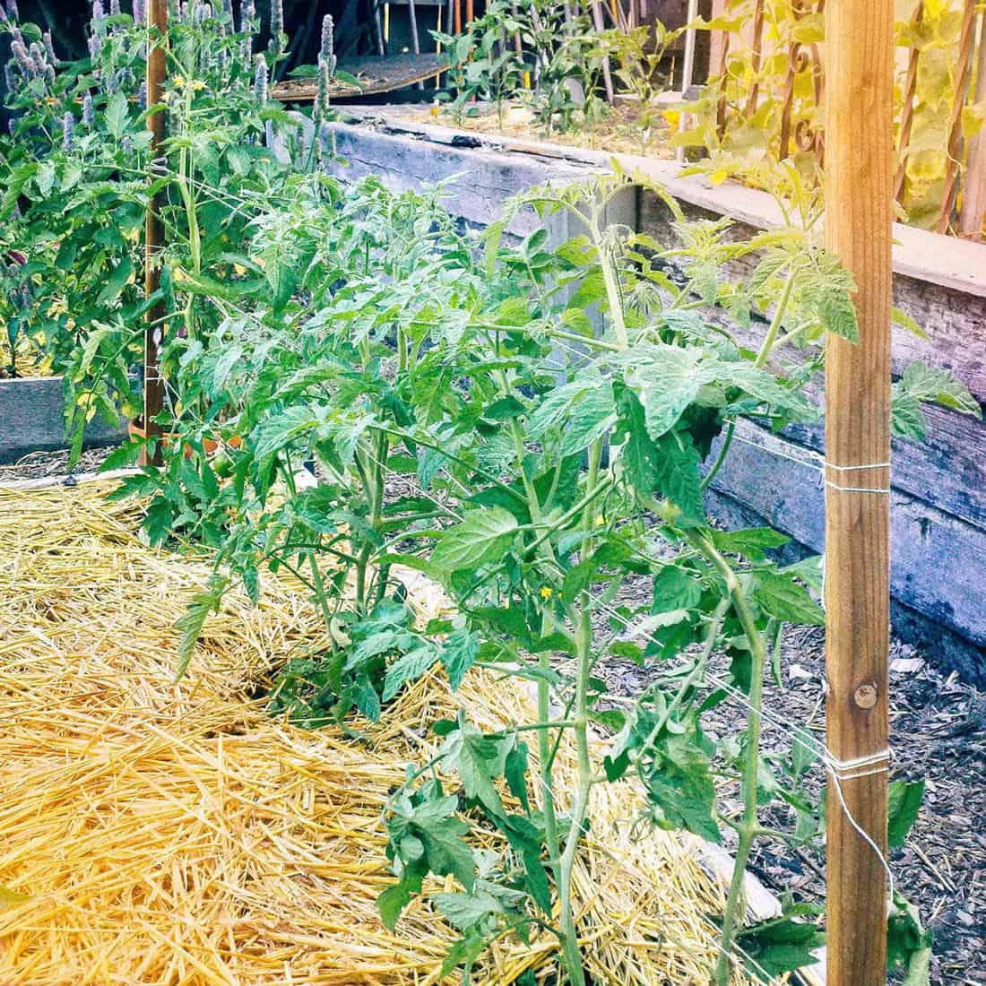 florida weave tomato trellis