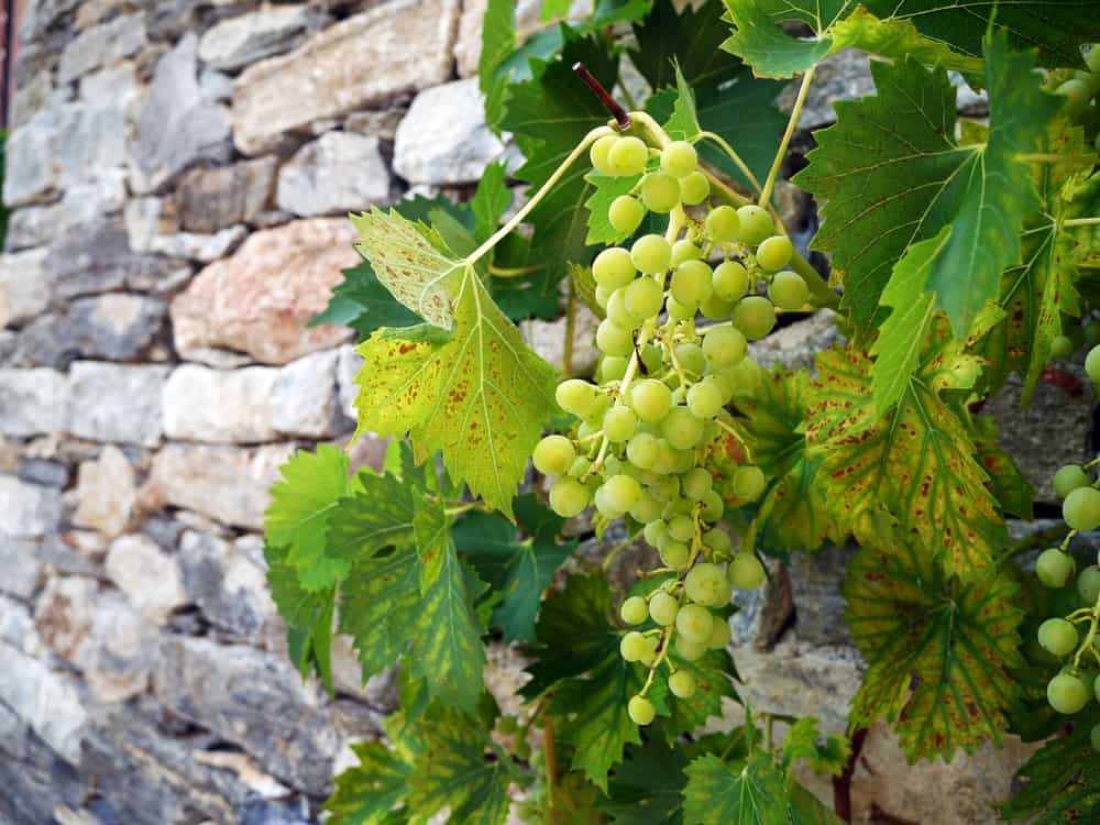 grapevine against a brick wall