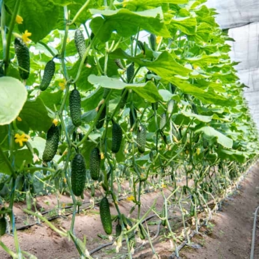 growing cucumbers in a greenhouse with irrigation
