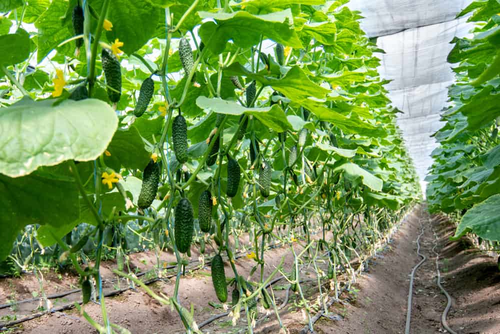 Best Trellis for Cucumbers: 5 Ways to Grow & Train Cucumbers 2 growing cucumbers in a greenhouse with irrigation