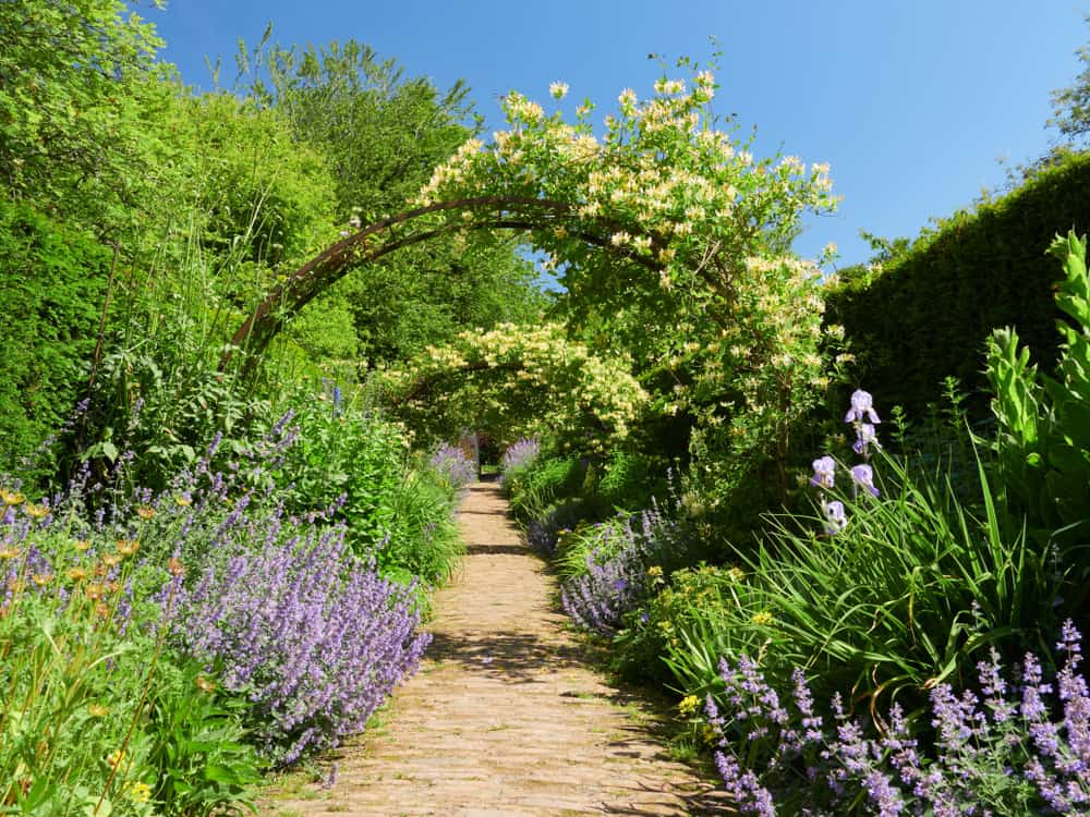 honeysuckle arch trellis