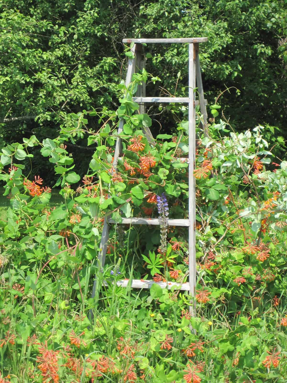 honeysuckle ladder