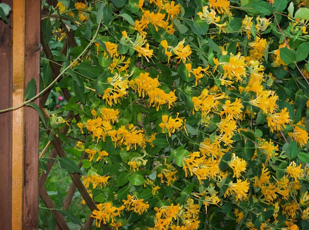 honeysuckle privacy wall