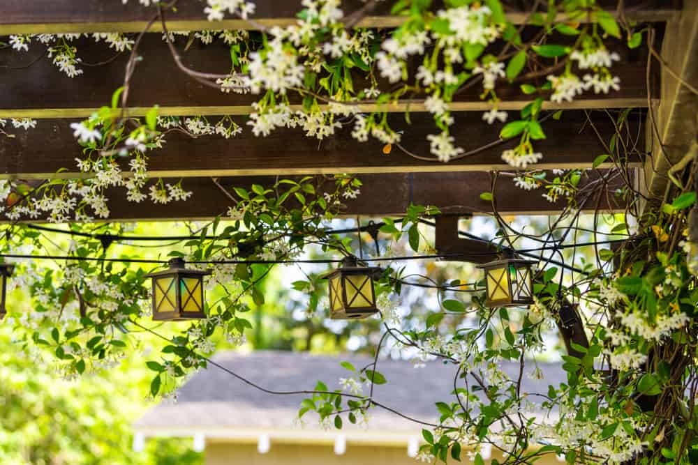 Will Jasmine Climb Trellis? How to Train Star Jasmine Vine 2 Patio outdoor spring white flower garden in backyard porch of home with lamps light bulbs on pergola canopy wooden gazebo