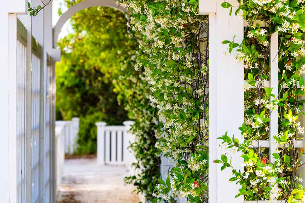 Will Jasmine Climb Trellis? How to Train Star Jasmine Vine 4 jasmine climbing a trellis