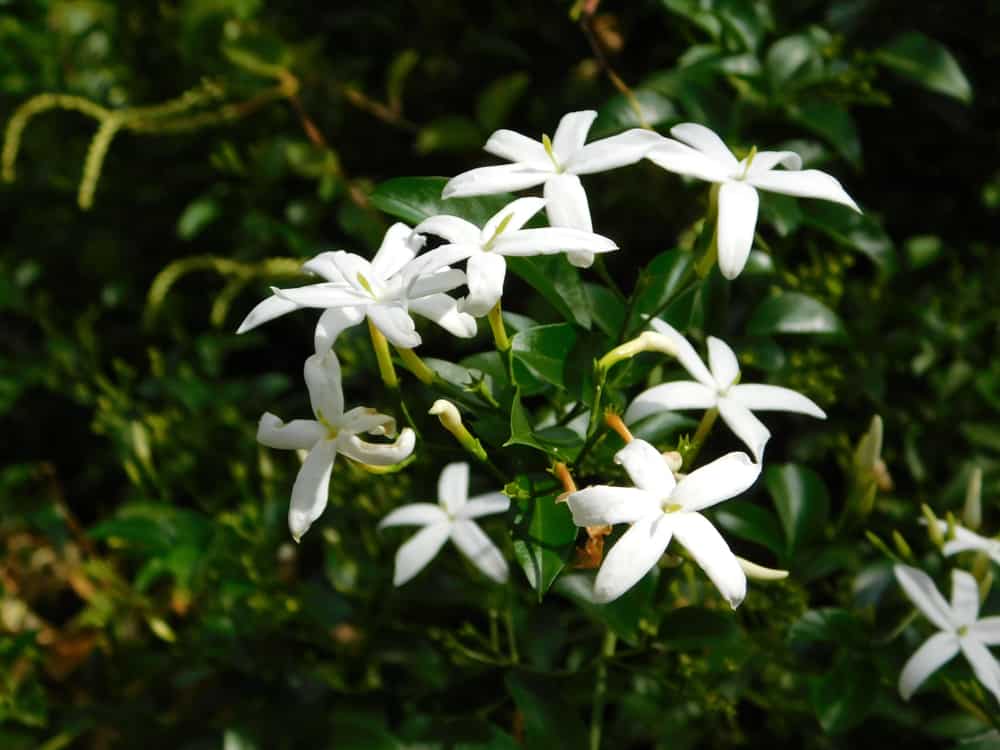Will Jasmine Climb Trellis? How to Train Star Jasmine Vine 1 jasminum officinale flowers