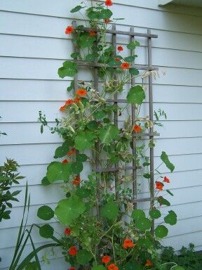 nasturtiums climbing trellis on the wall