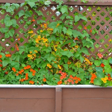 nasturtiums trellis ideas
