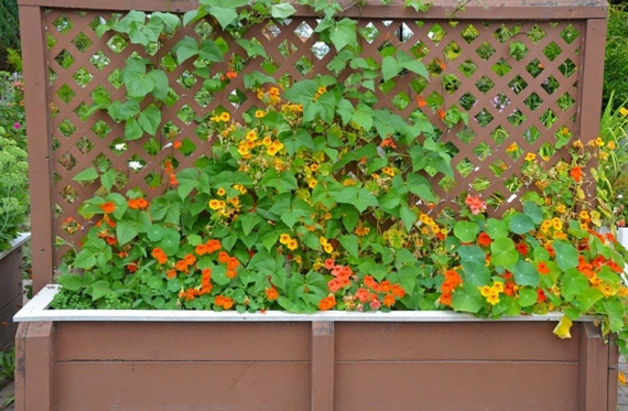 nasturtiums trellis ideas