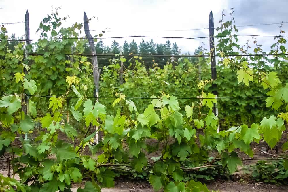post and wire trellis for grapes