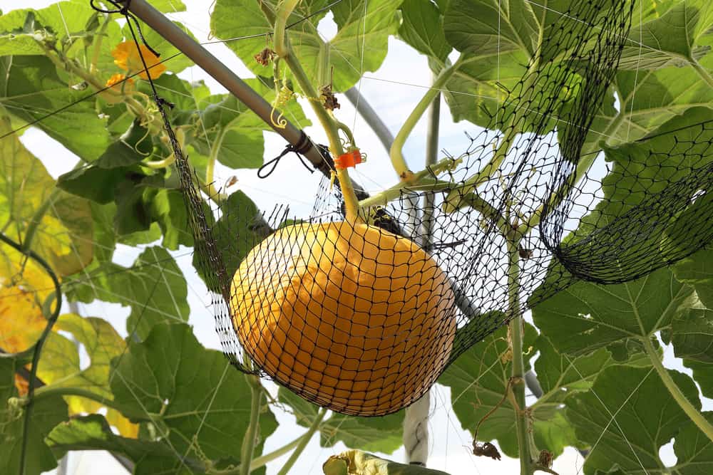 pumpkin trellis support