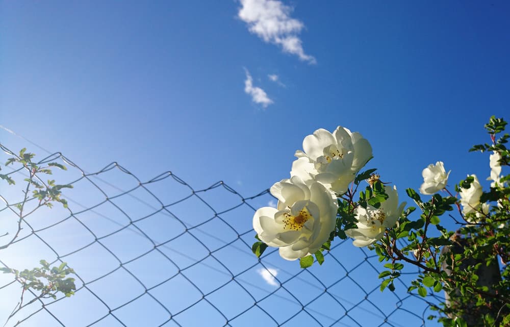 rose climbing fence