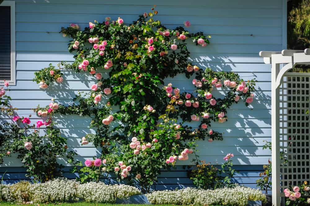 rose trellis on a house