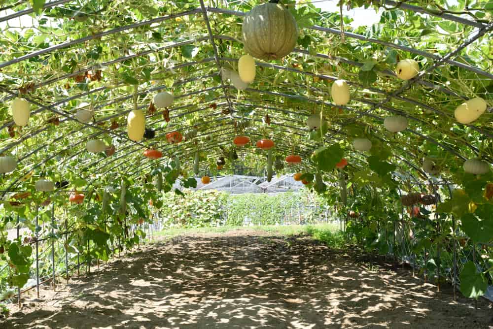 squash trellis
