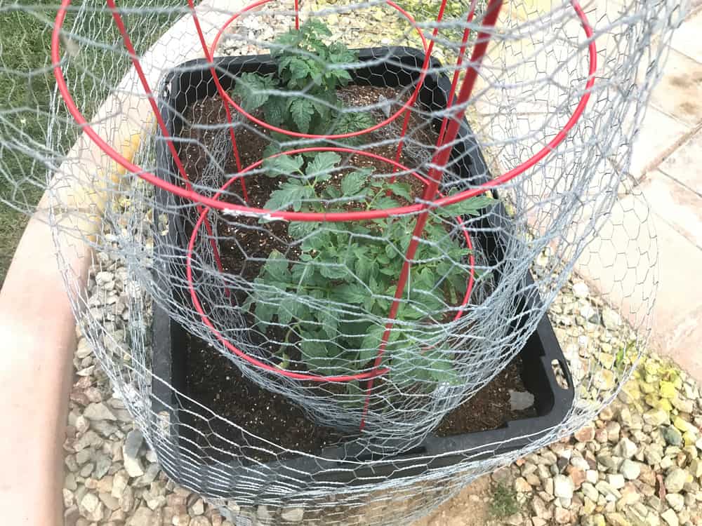 tomato cage