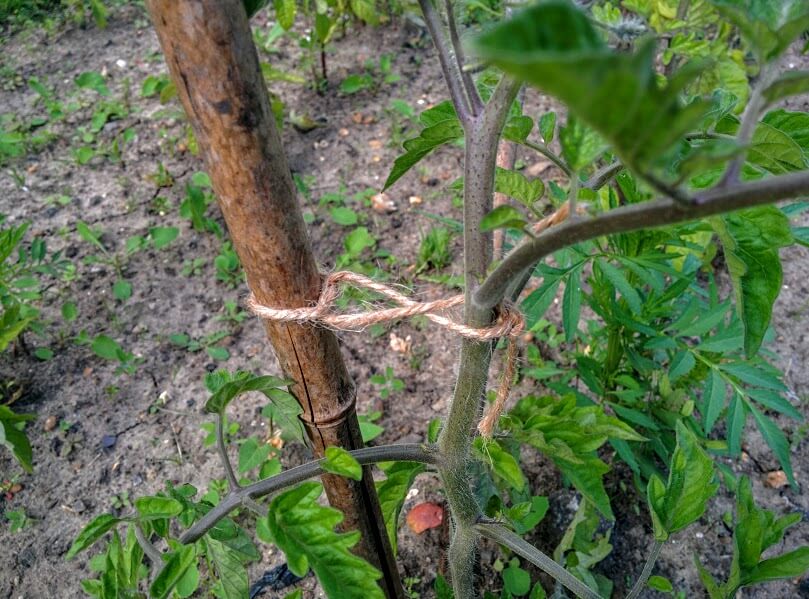 training jasmine against a trellis figure of eight