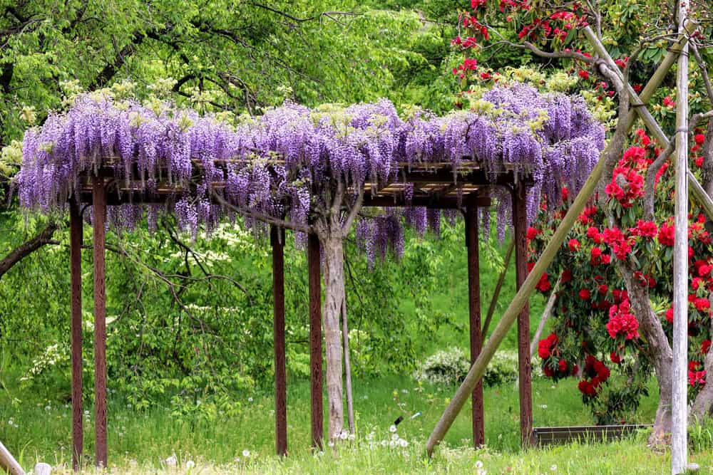 trellis in a japanese botanical garden