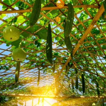 when to trellis squash