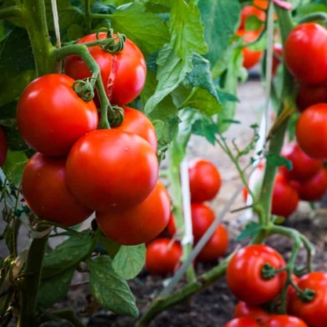 why trellis tomatoes