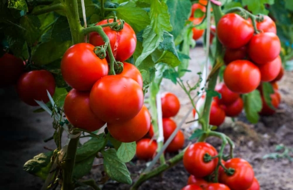 why trellis tomatoes