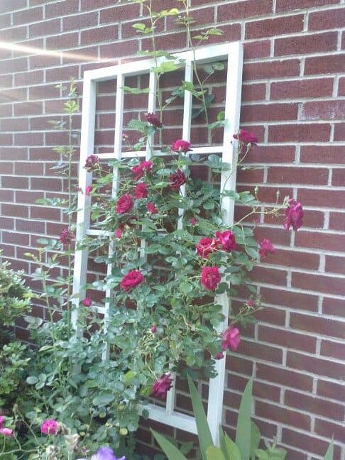 Why Build a Trellis – 7 Easy & Affordable DIY Trellis Ideas 8 Repurposed Window Frame Trellis