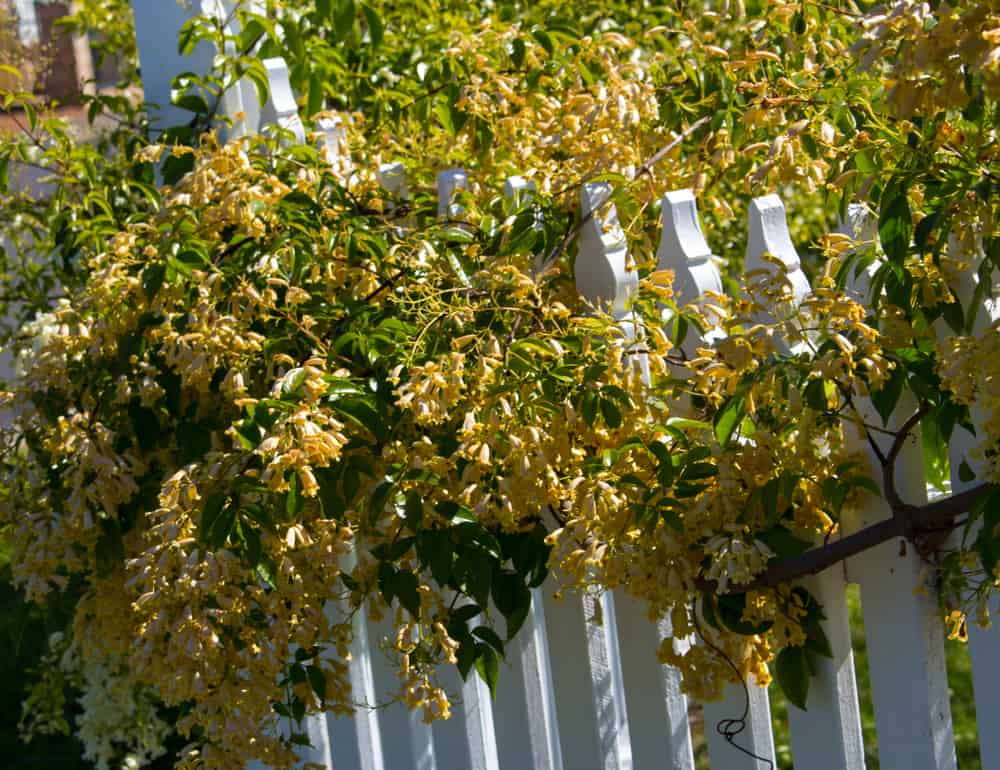 wonga wonga vine climbing a picket fence