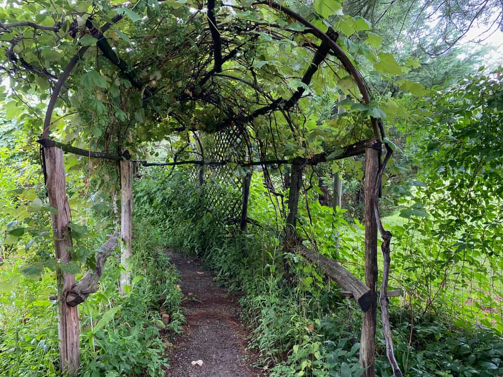 wooden trellis for grapes