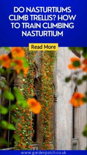 DO NASTURTIUMS CLIMB TRELLIS? HOW TO TRAIN CLIMBING NASTURTIUM