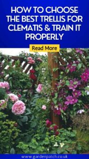 How to Choose The Best Trellis for Clematis & Train it Properly 10 HOW TO CHOOSE THE BEST TRELLIS FOR CLEMATIS & TRAIN IT PROPERLY-min