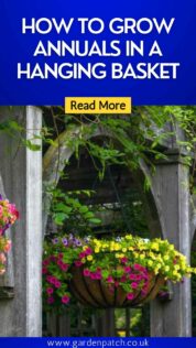 HOW TO GROW ANNUALS IN A HANGING BASKET-min