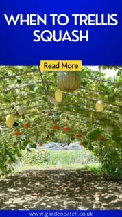 WHEN TO TRELLIS SQUASH-min