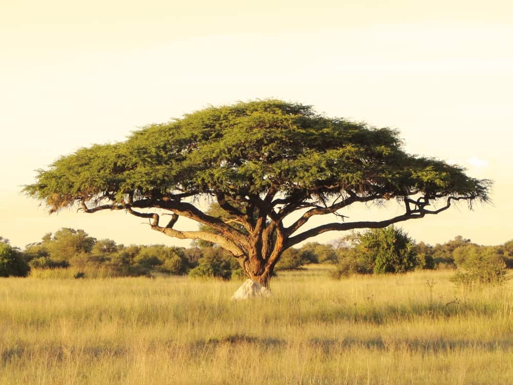 acacia tree