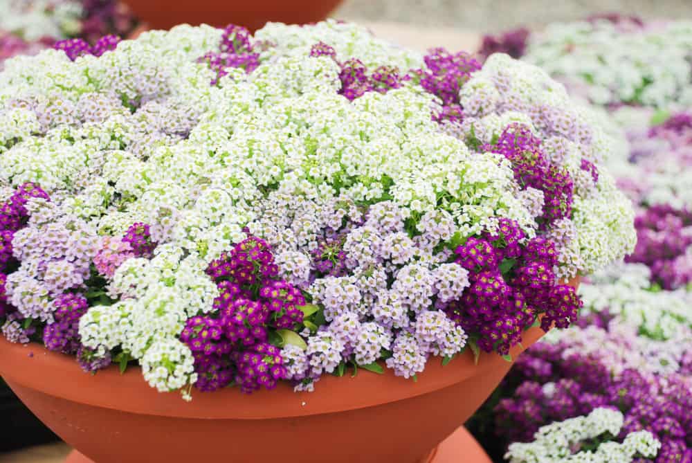 alyssum flowers