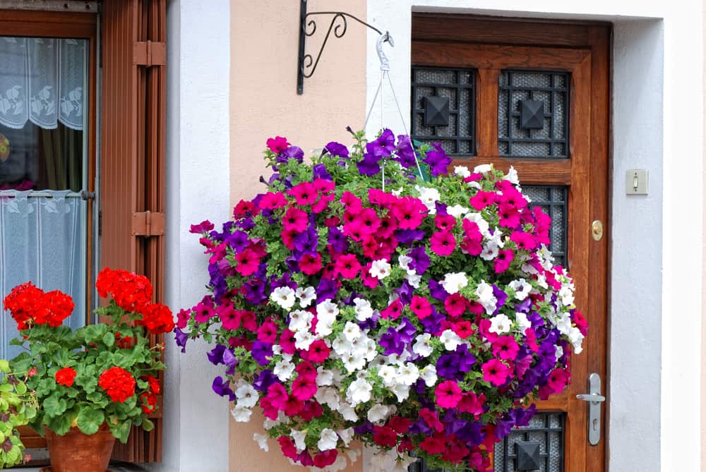 12 Best Bedding Plants for a Colourful Garden 6 basket filled with vibrant petunias