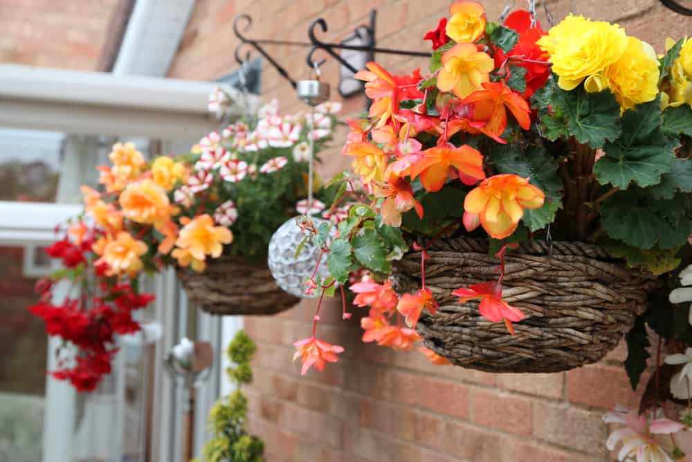 beautiful begonia flowers in hanging baskets