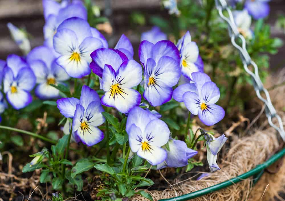 blue viola blooms in a hanging basket