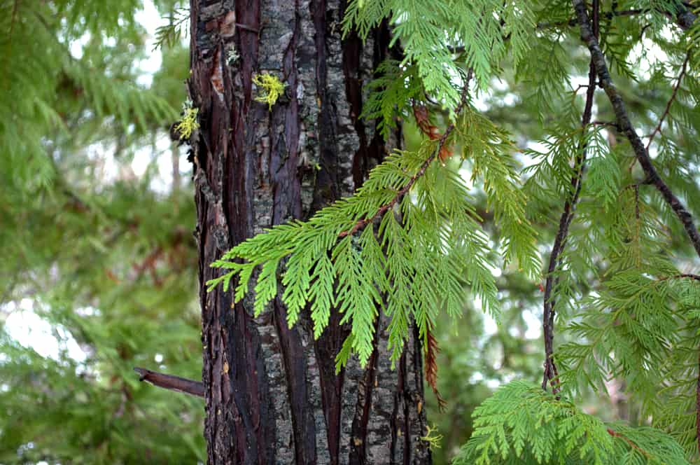 branch of cedar tree with trunk