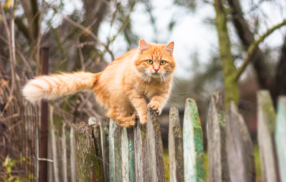cat walking on old wooden fence