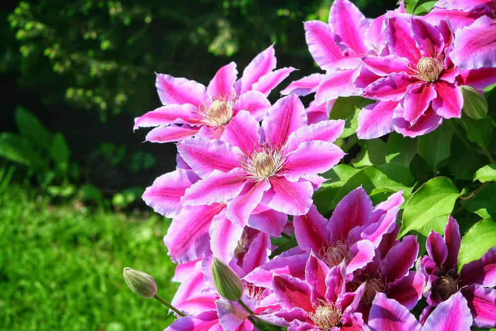 How to Choose The Best Trellis for Clematis & Train it Properly 8 clematis bloom
