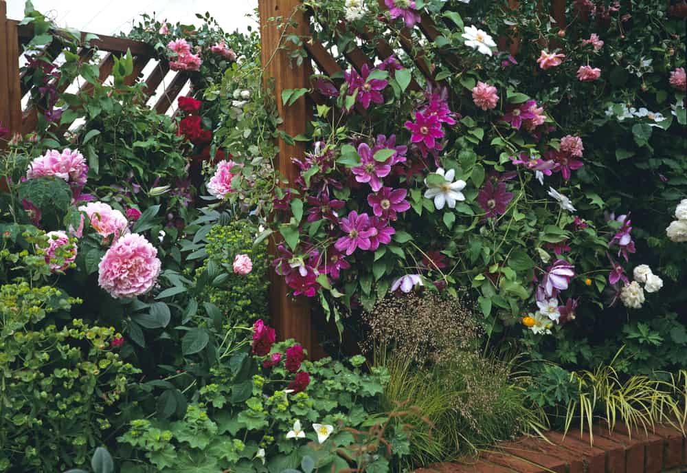 How to Choose The Best Trellis for Clematis & Train it Properly 1 clematis climbing a fence