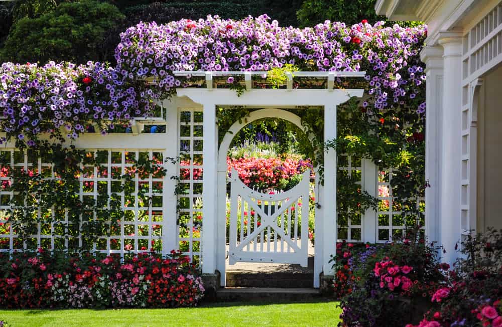 How to Choose The Best Trellis for Clematis & Train it Properly 7 clematis climbing in garden