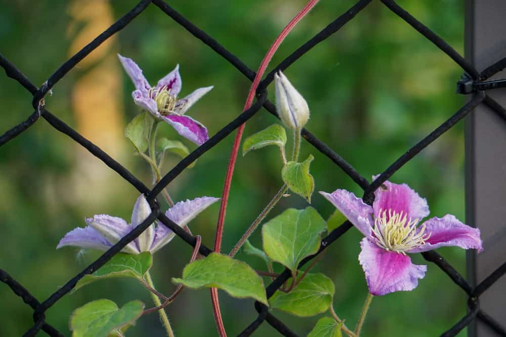 How to Choose The Best Trellis for Clematis & Train it Properly 4 clematis wire fence