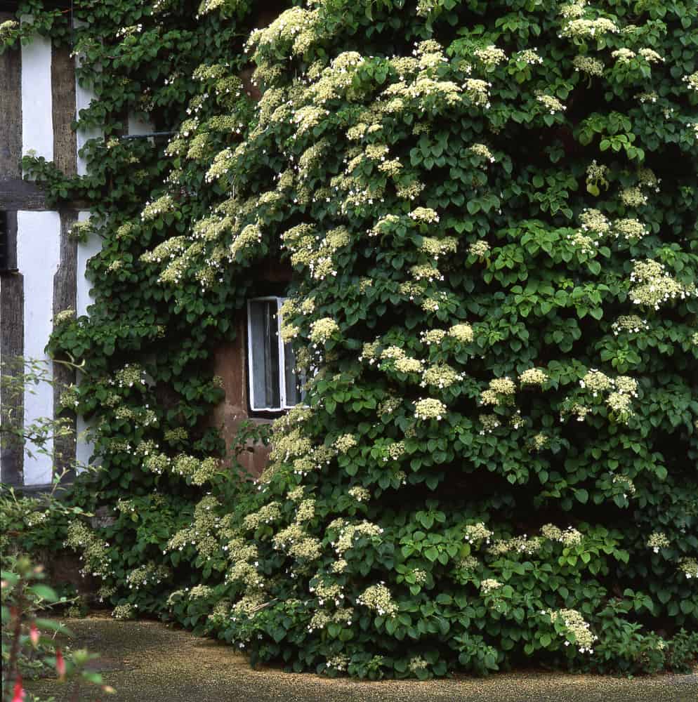 25 Shade Loving Plants That Grow Well in UK Gardens 11 climbing hydrangea on a wall
