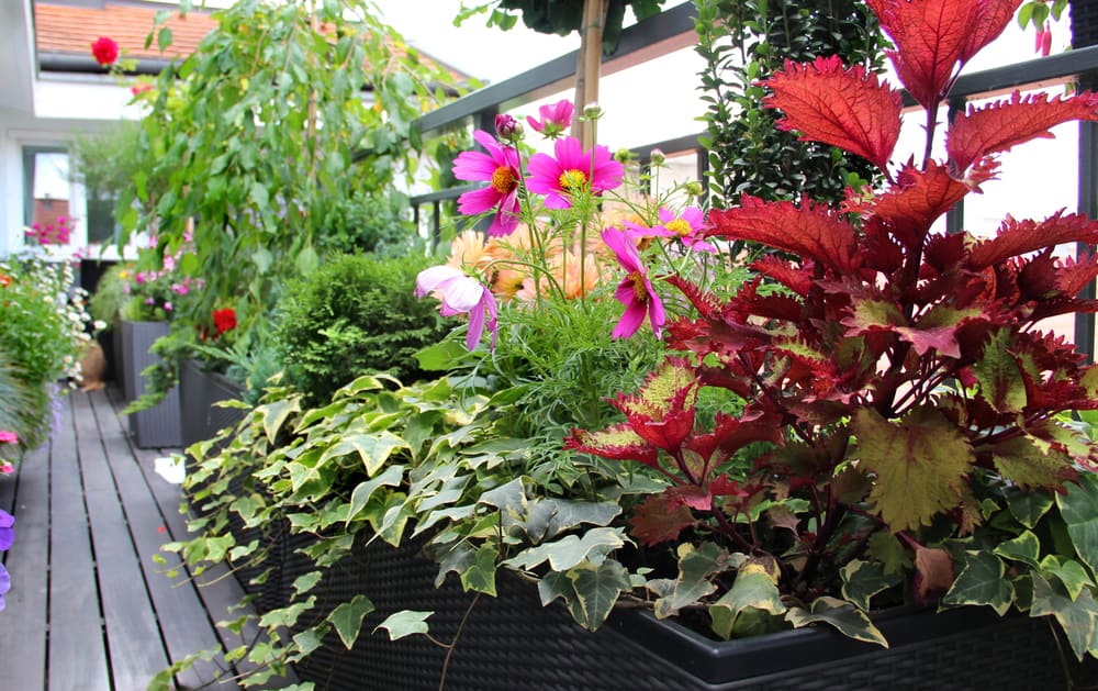 container gardening terrace