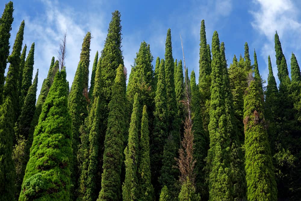 cypress tree wall