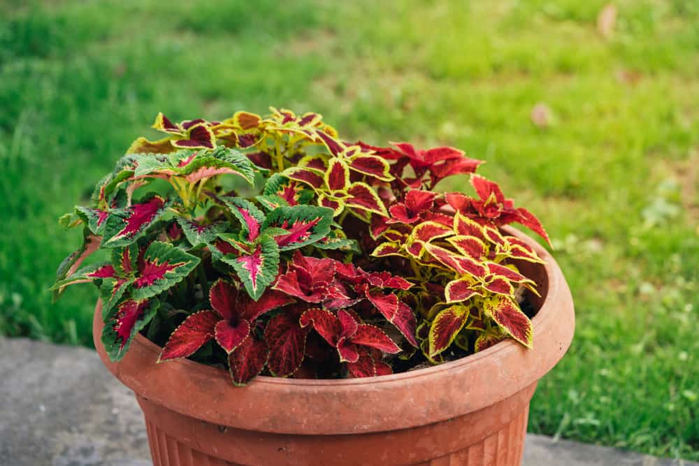 25 Shade Loving Plants That Grow Well in UK Gardens 6 different varieties of coleus