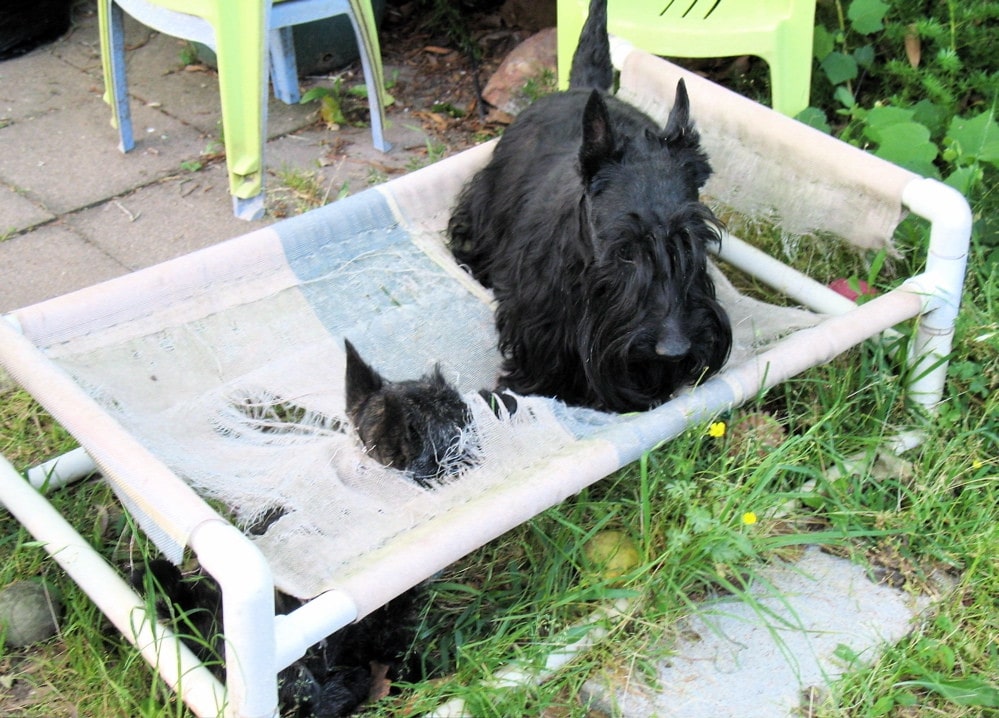 dog on textilene furniture