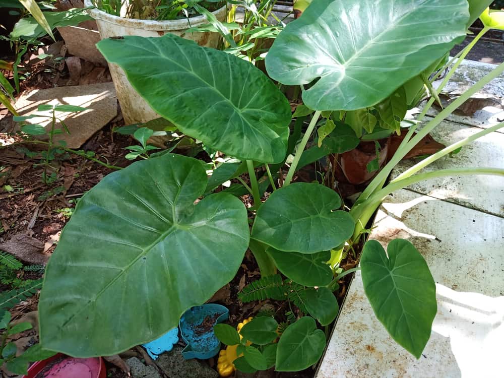 25 Shade Loving Plants That Grow Well in UK Gardens 4 elephant ear caladium in the garden