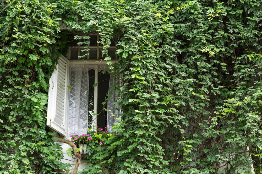 25 Shade Loving Plants That Grow Well in UK Gardens 13 english ivy covering walls